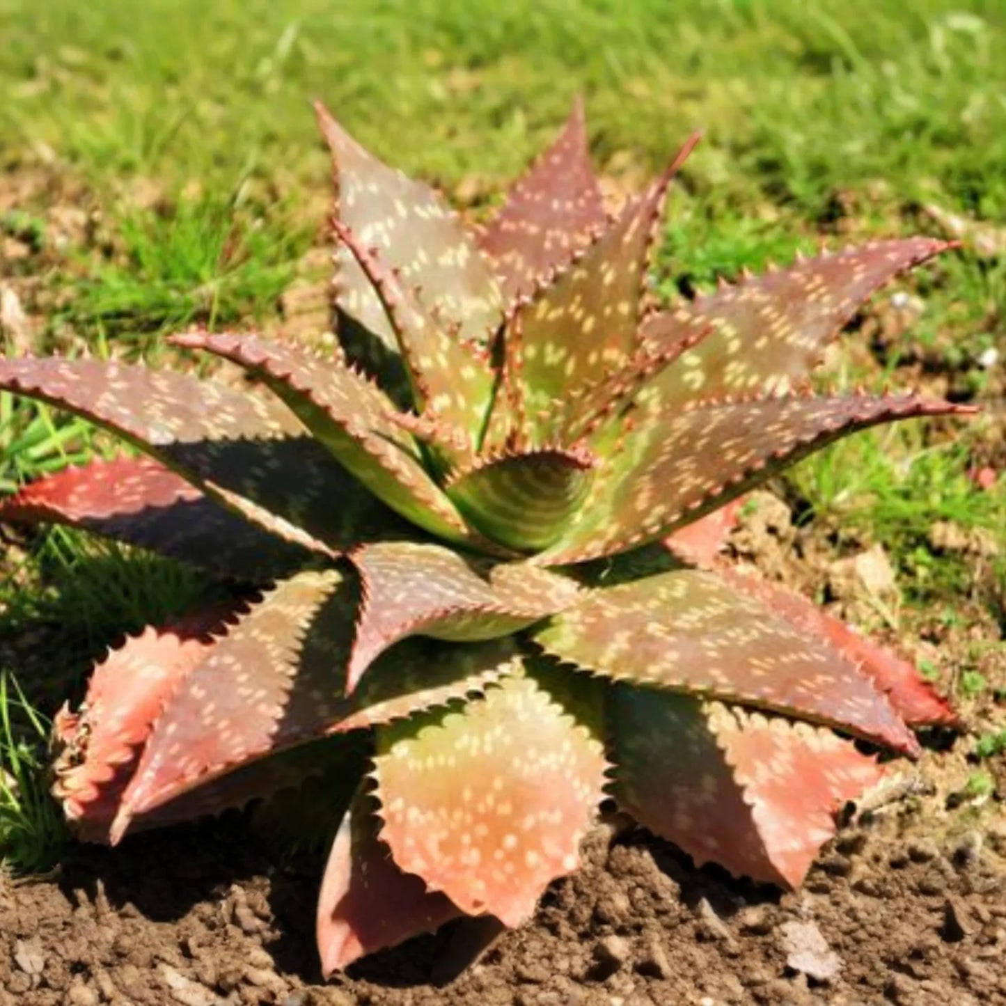 Aloe Maculata "Soap Aloe" | 6"+ Fresh Heavily Rooted Live Succulent | Drought Resistant | Coral Red Flowers | Medicinal Aloe Plant