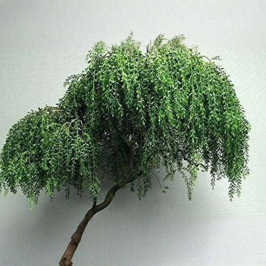 Bonsai Globe Willow Tree | Large Thick Trunk Cutting | Fast Growing | Bare Root | Unique Round Shape | Hardy Zones 3-10 | Easy to Grow