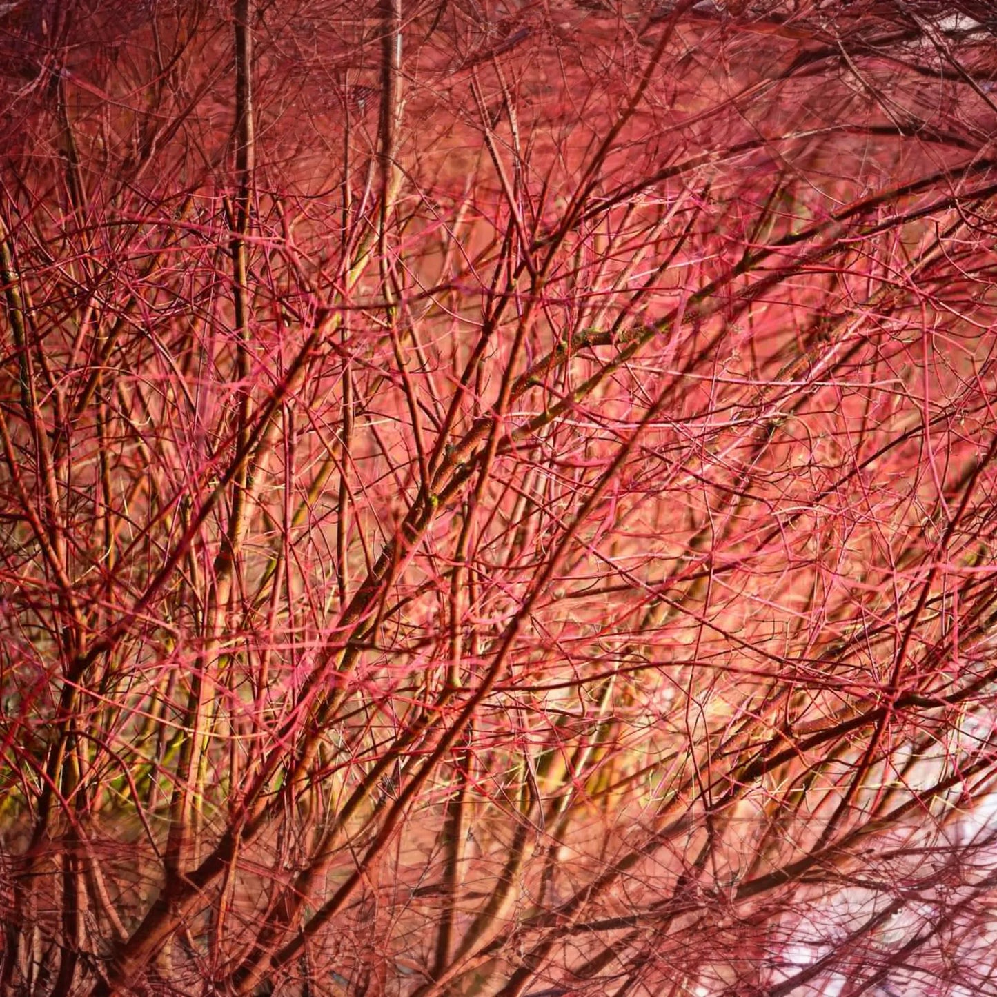 Bright Red Dogwood Cuttings (Cornus sericea) | Easy to Root | Stunning Red Stems | Live Privacy & Landscaping Shrub
