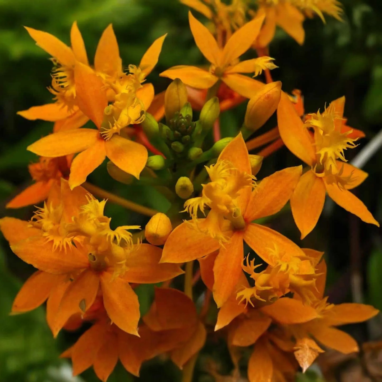 10 Rooted Cuttings - Epidendrum Radicans Ground Orchid | Fire Star Orchid | Fast-Growing & Hardy
