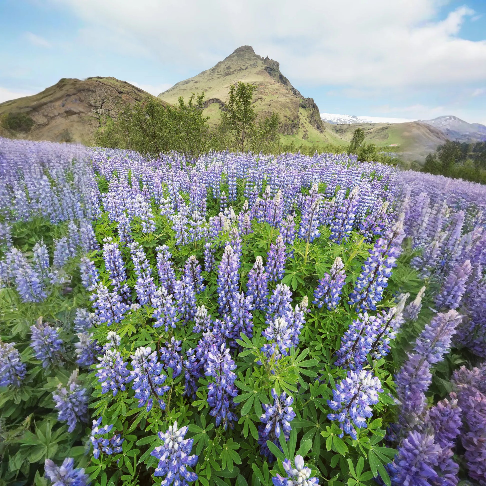 Lupine Peptide Powder Organic