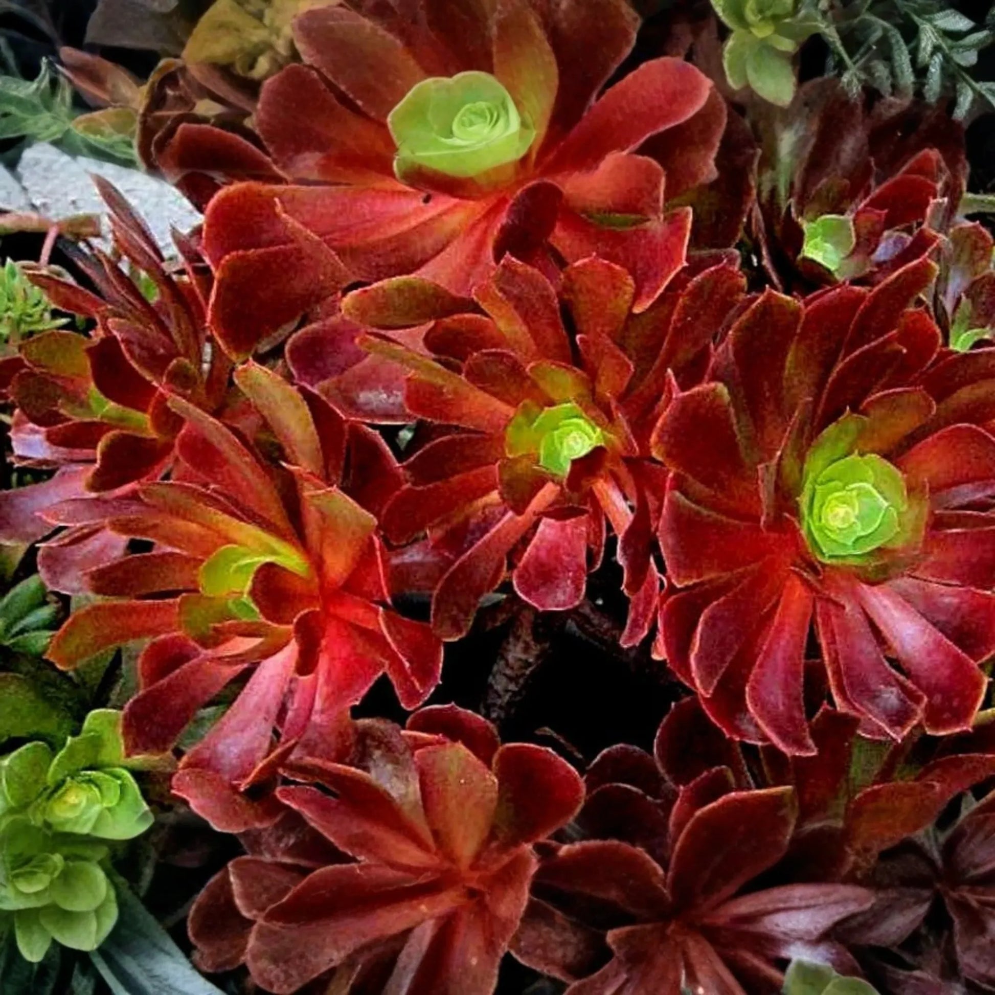 Aeonium Velour Cutting - 3" Head Diameter - Fresh Succulent Cutting for Propagation