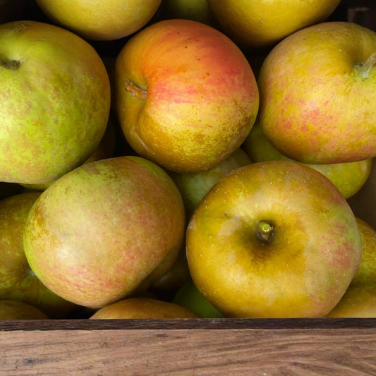 6 Honeycrisp Apple Tree Scion Wood Cuttings - Organic, 6-9" Hardwood - Winter Hardy