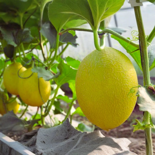 Chinese Hami Melon Seeds - 20 Non-GMO Garden Seeds - Sweet & Juicy Variety - Cucumis melo