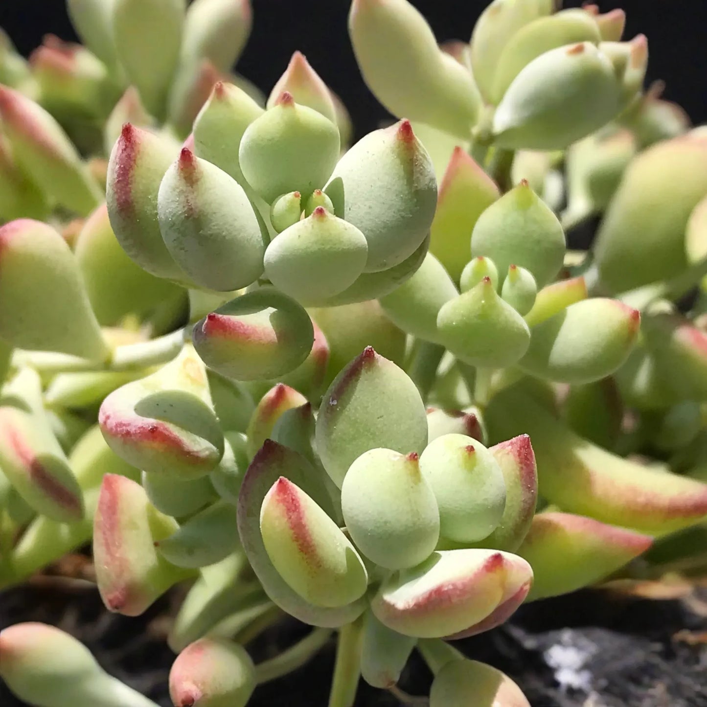 4 Unrooted Cotyledon Pendens Succulent Cuttings - 3-4" Long - Rare & Beautiful!