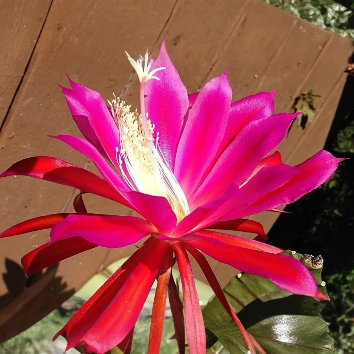 Two Rosy Swirl Orchid Cactus Cuttings (Epiphyllum) - Easy to Root