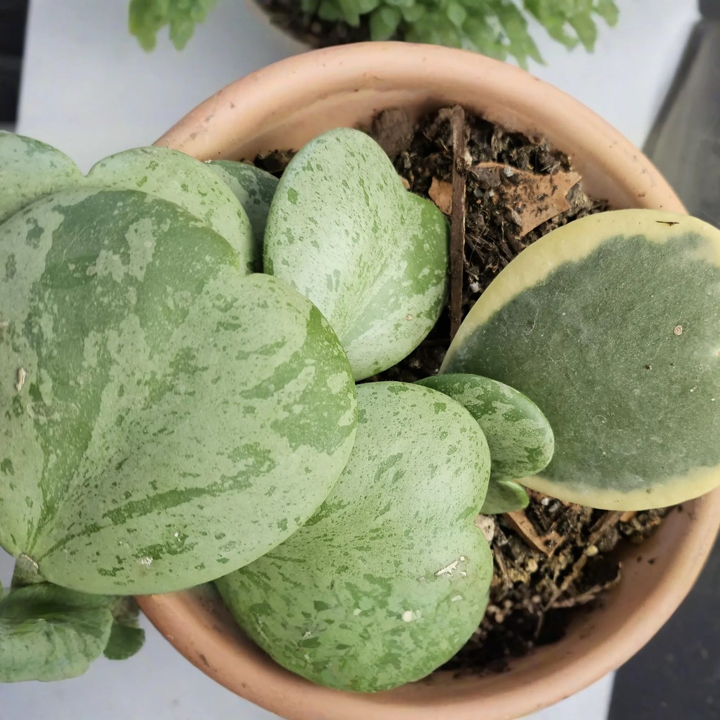 Variegated Hoya Kerrii Cutting (Unrooted) - Multiple Node Options for Propagation