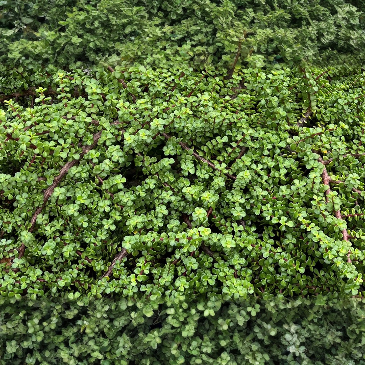 20 Rainbow Elephant Bush Cuttings - Portulacaria afra Succulent Cactus Live Plants for Propagation