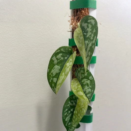 Scindapsus Maharlika Variegated 1 Node 1 Leaf UNROOTED Cutting - Rare Houseplant