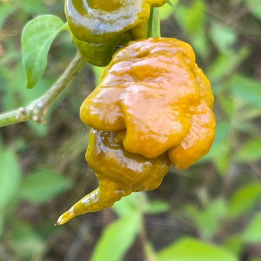 T-REX Mustard - Seeds