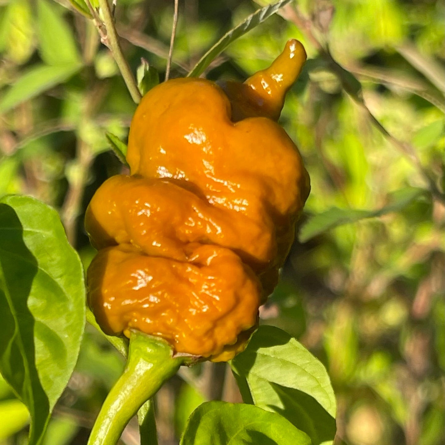 T-REX Mustard - Seeds