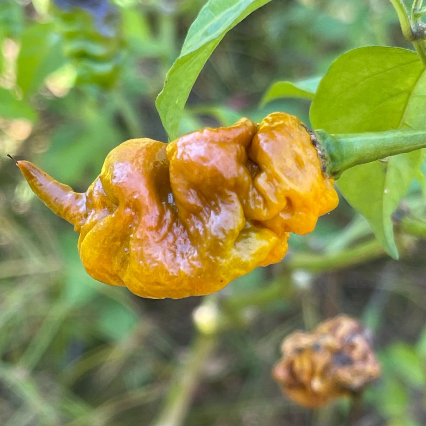 T-REX Mustard - Seeds