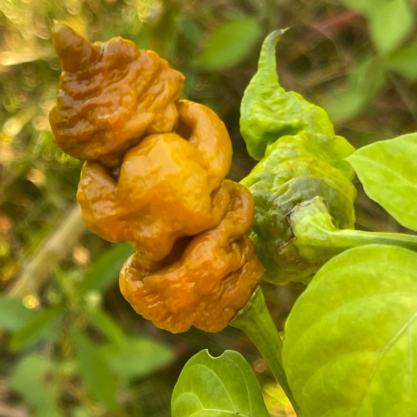 T-REX Mustard - Seeds