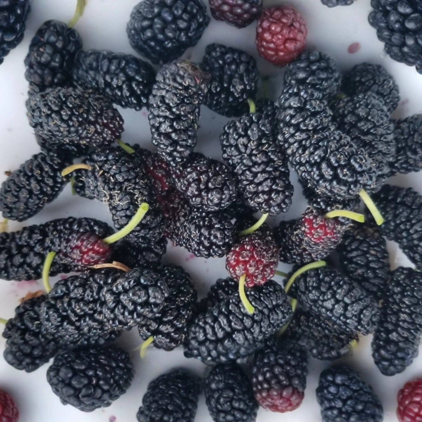 12 Fresh Shangri-La Mulberry Cuttings for Rooting or Grafting, Sweet Large Fruits