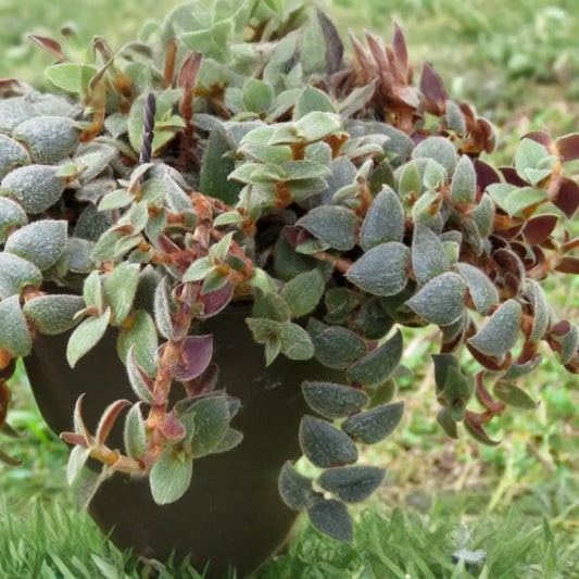 Teddy Bear Plant Cuttings - 4+ Healthy Cuttings for Propagation, Easy to Grow