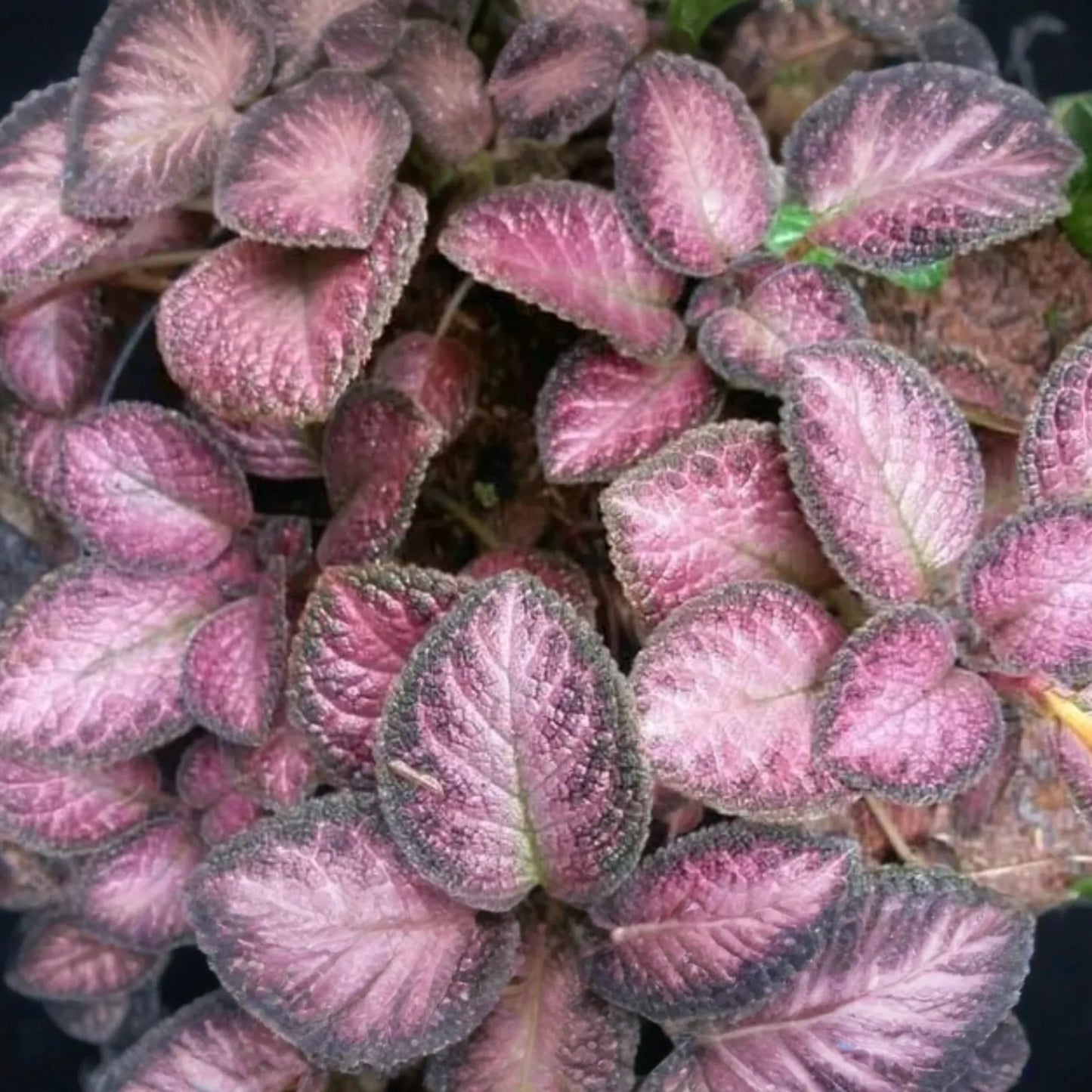 Pink Fitonia Cutting in Propagation Cup - Sealed with Sphagnum Moss, Easy Rooting, Live Arrival Guarantee