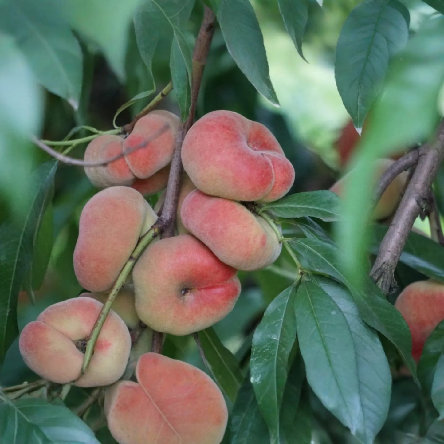 Donut Peach Tree Scion - 6 Premium Cuttings for Grafting, Sweet White Flesh