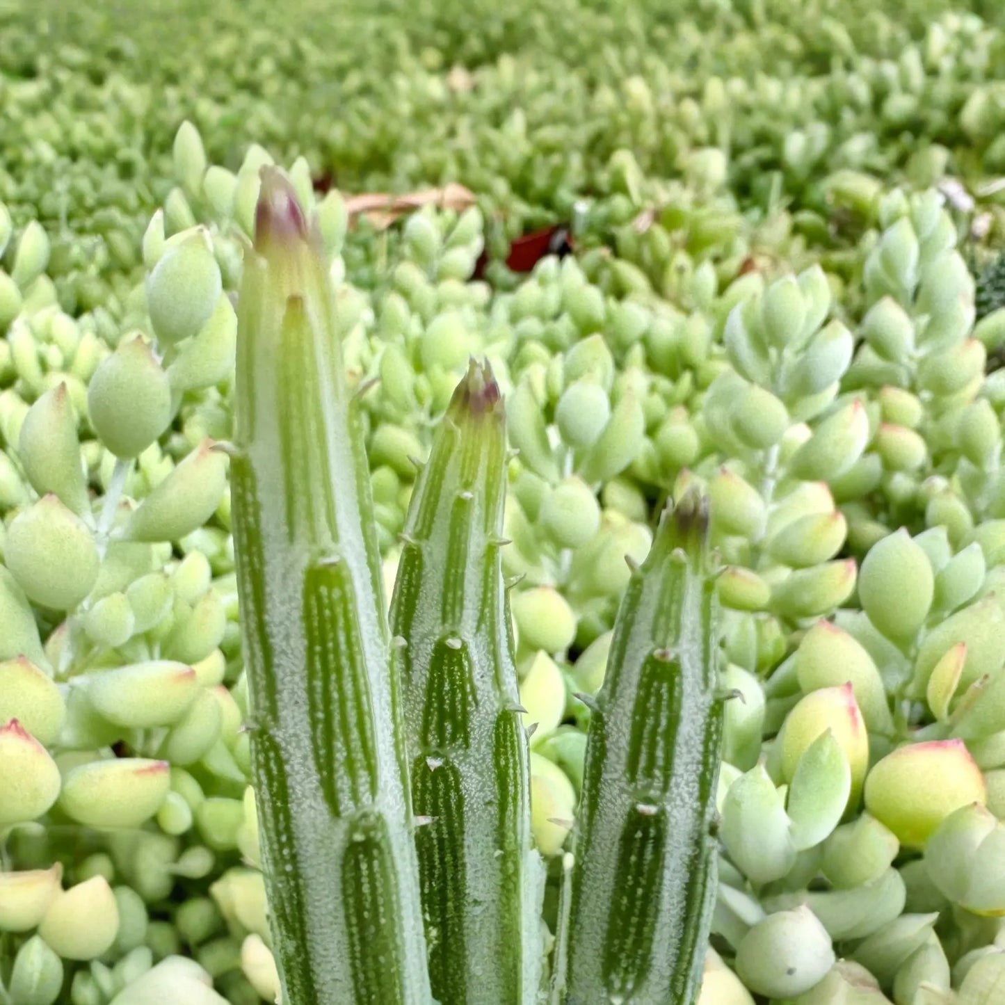 Kleiniia Senecio Stepiliformis Succulent Pickle Plant - 2 Rooted Cuttings in 2" Pot