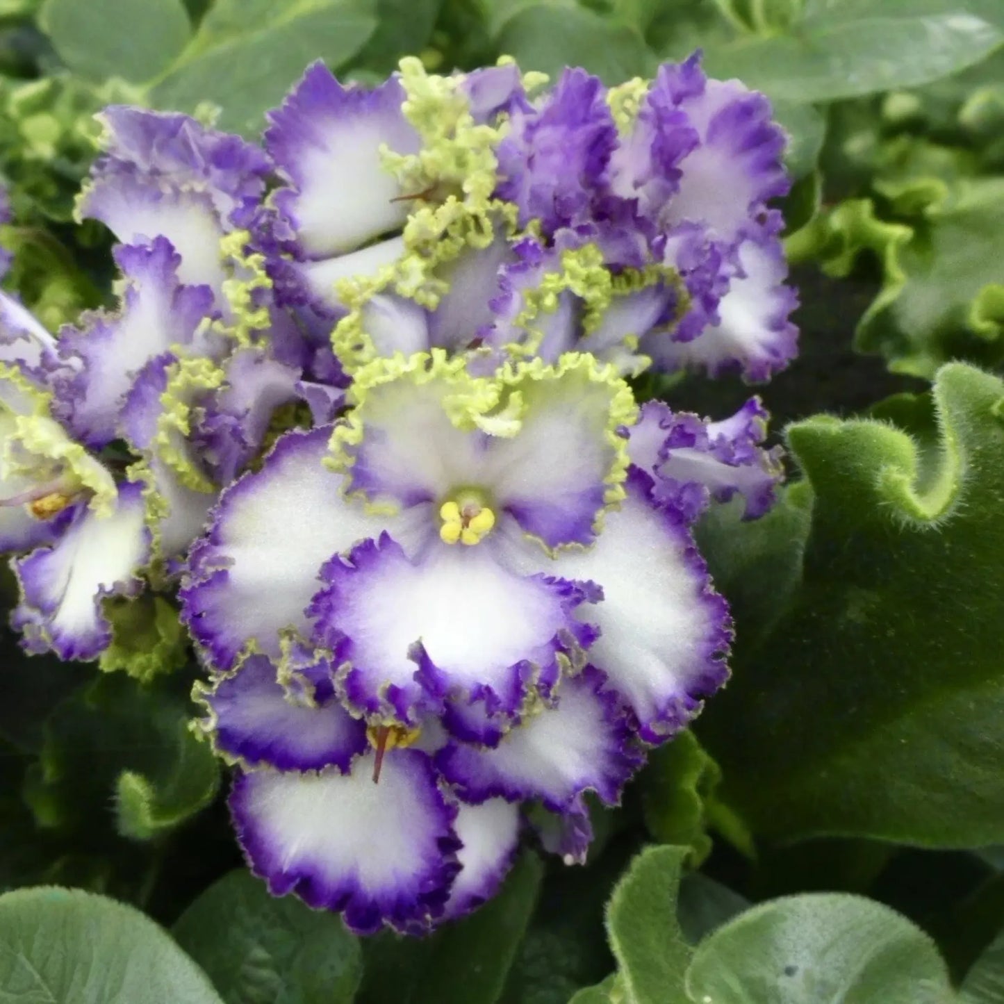 African Violet Buckeye Seabreazes Pair of Cuttings | Easy Care Houseplant for Indoor Beauty