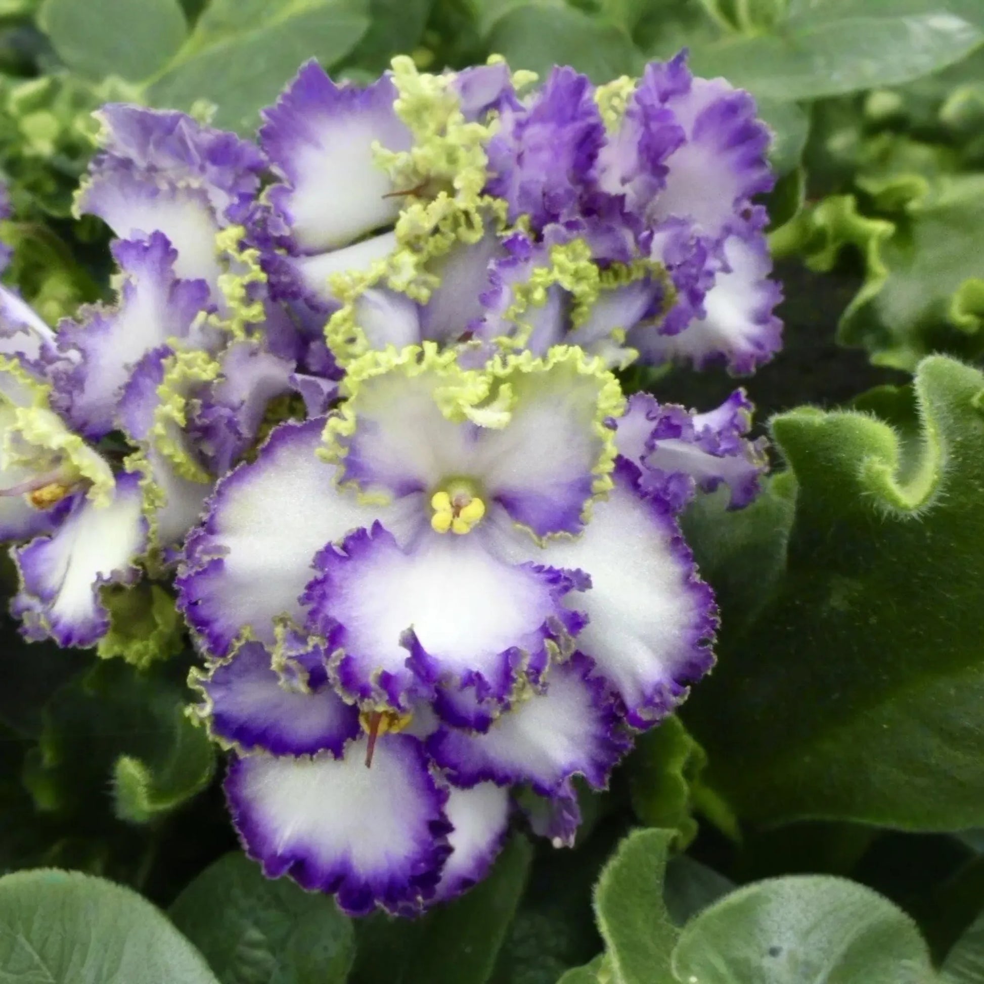 African Violet Buckeye Seabreazes Pair of Cuttings | Easy Care Houseplant for Indoor Beauty