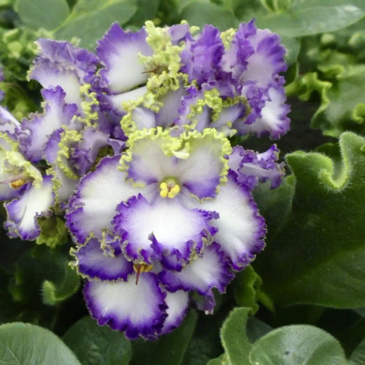 African Violet Buckeye Seabreazes Pair of Cuttings | Easy Care Houseplant for Indoor Beauty