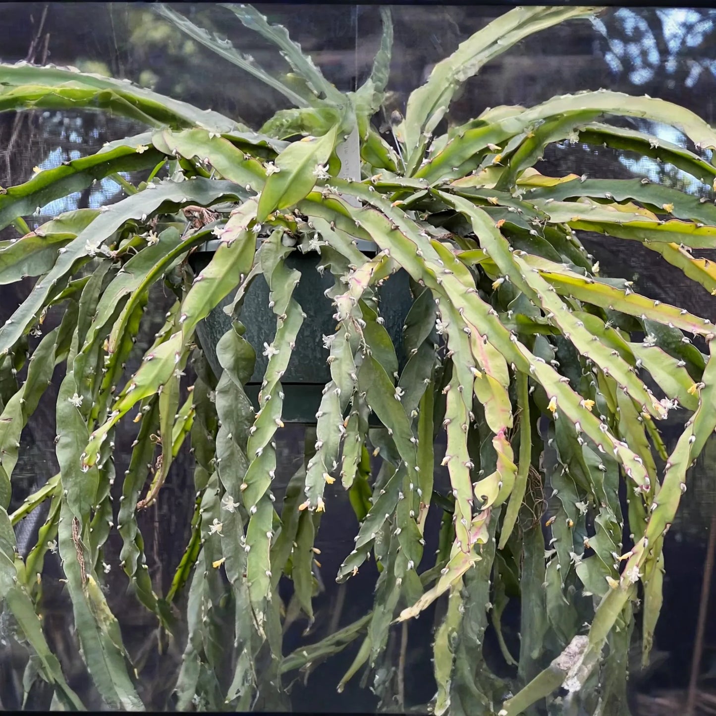 Lepismium Cruciforme Spiralis Cactus | 3 Unrooted Cuttings 4-8" | Rare Epiphytic Cactus for Grafting or Rooting