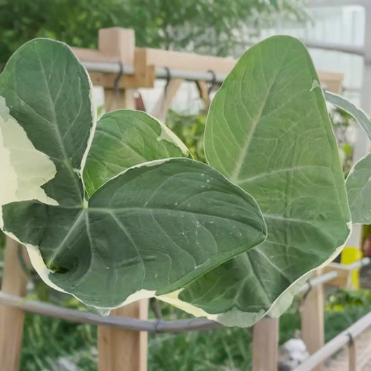 Alocasia Mickey Mouse Plant | Live Plant in 4" Pot | Exact Plant Shown | Unique Variegated Foliage | Indoor Houseplant