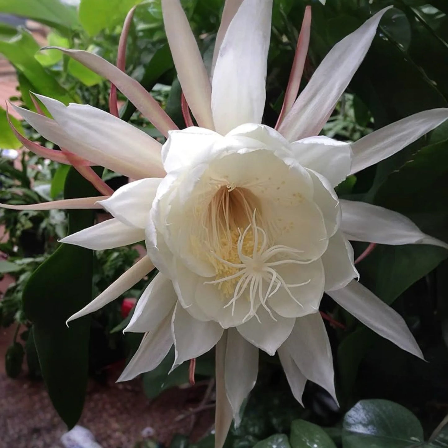 Epiphyllum 'Kazoo' Unrooted Cutting | Rare Orchid Cactus | 6-8" Fresh Cutting | Exotic Epiphyllum Hybrid | Easy to Grow