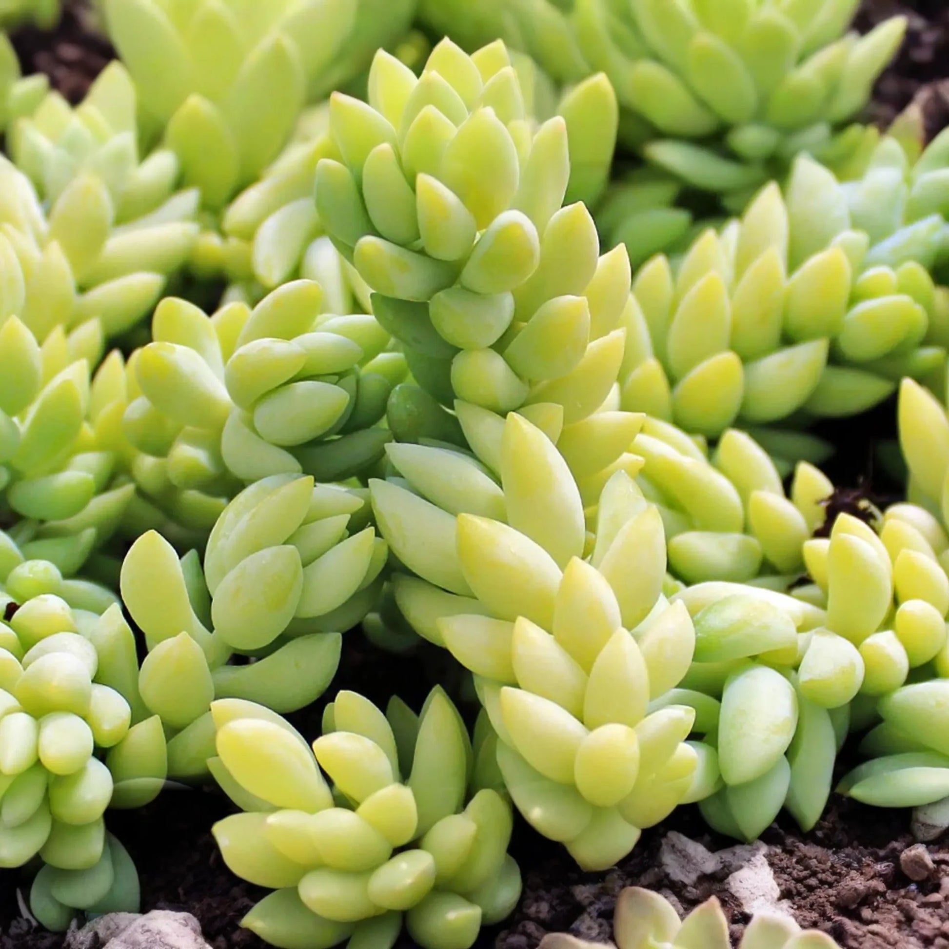 5" Donkey's Tail Succulent Cuttings (Sedum Morganianum) | 3 Fresh Burro’s Tail Cuttings | Trailing Succulent | Easy-Care Houseplant