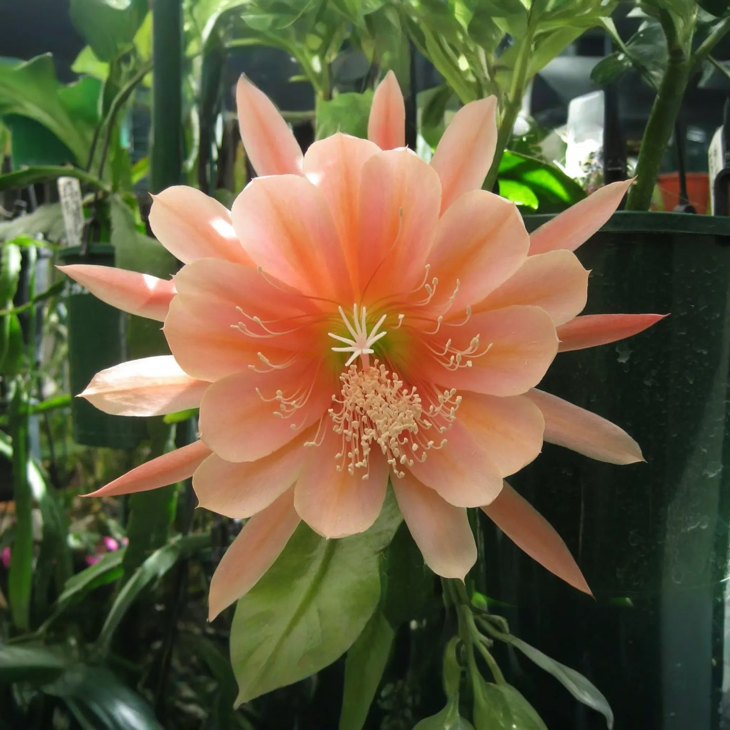Epiphyllum Orchid Cactus "˜King Midas’ Cutting | 8"-10" Long | Large Vibrant Blooms | Hybrid Epiphyllum Cutting