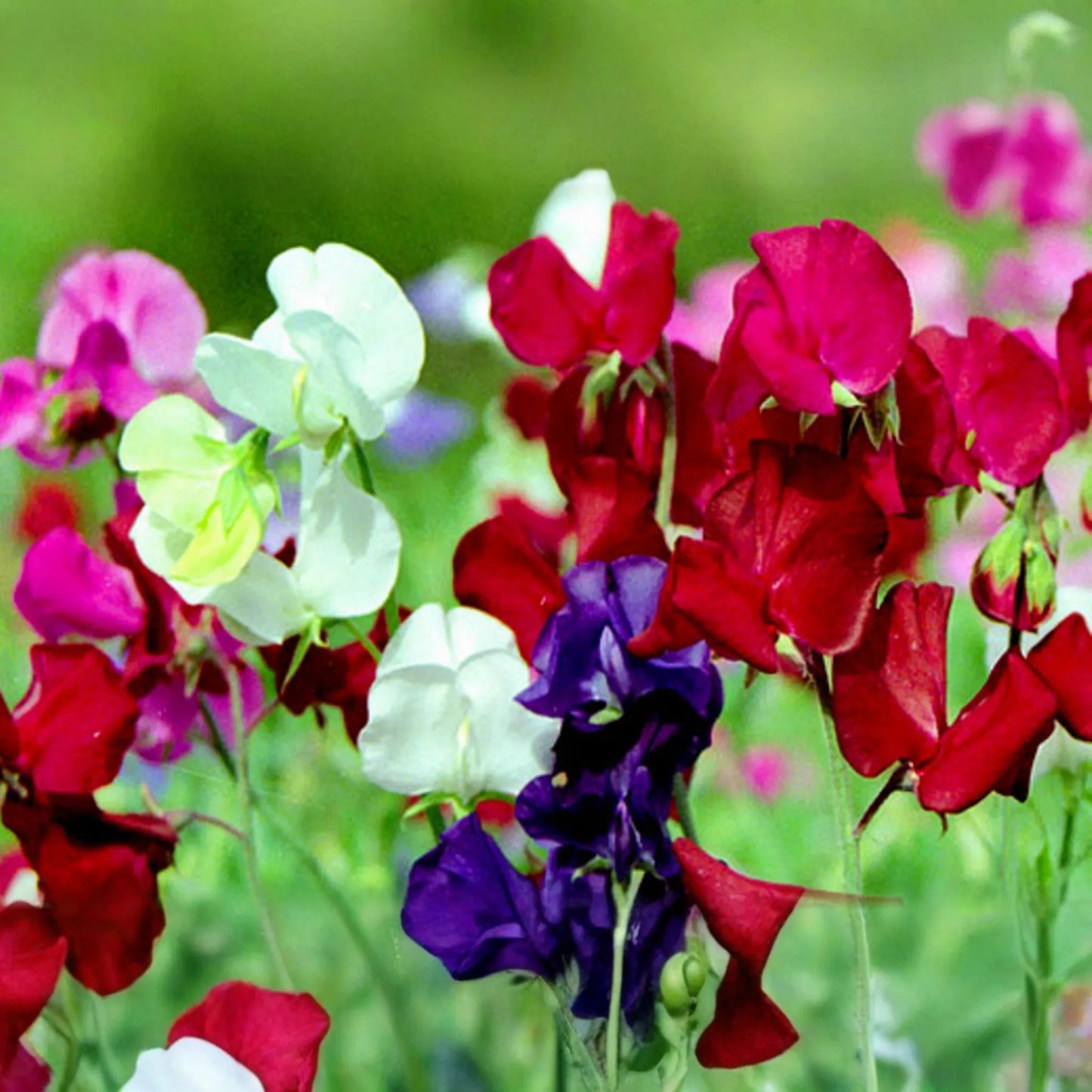 Dwarf Sweet Pea Seeds Bijou Mix | Non-GMO Annual Flower Seeds in Bulk | Lathyrus odoratus