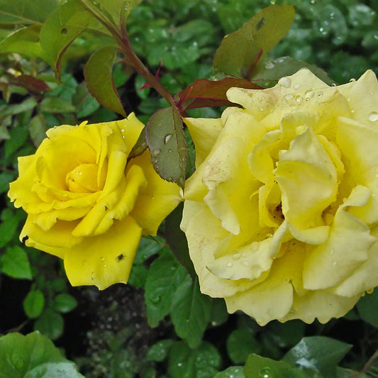 3 Texas Yellow Rose Cuttings for Rooting - 5-6" Each, Includes Rooting Powder & Guide, USA Grown, Disease Resistant