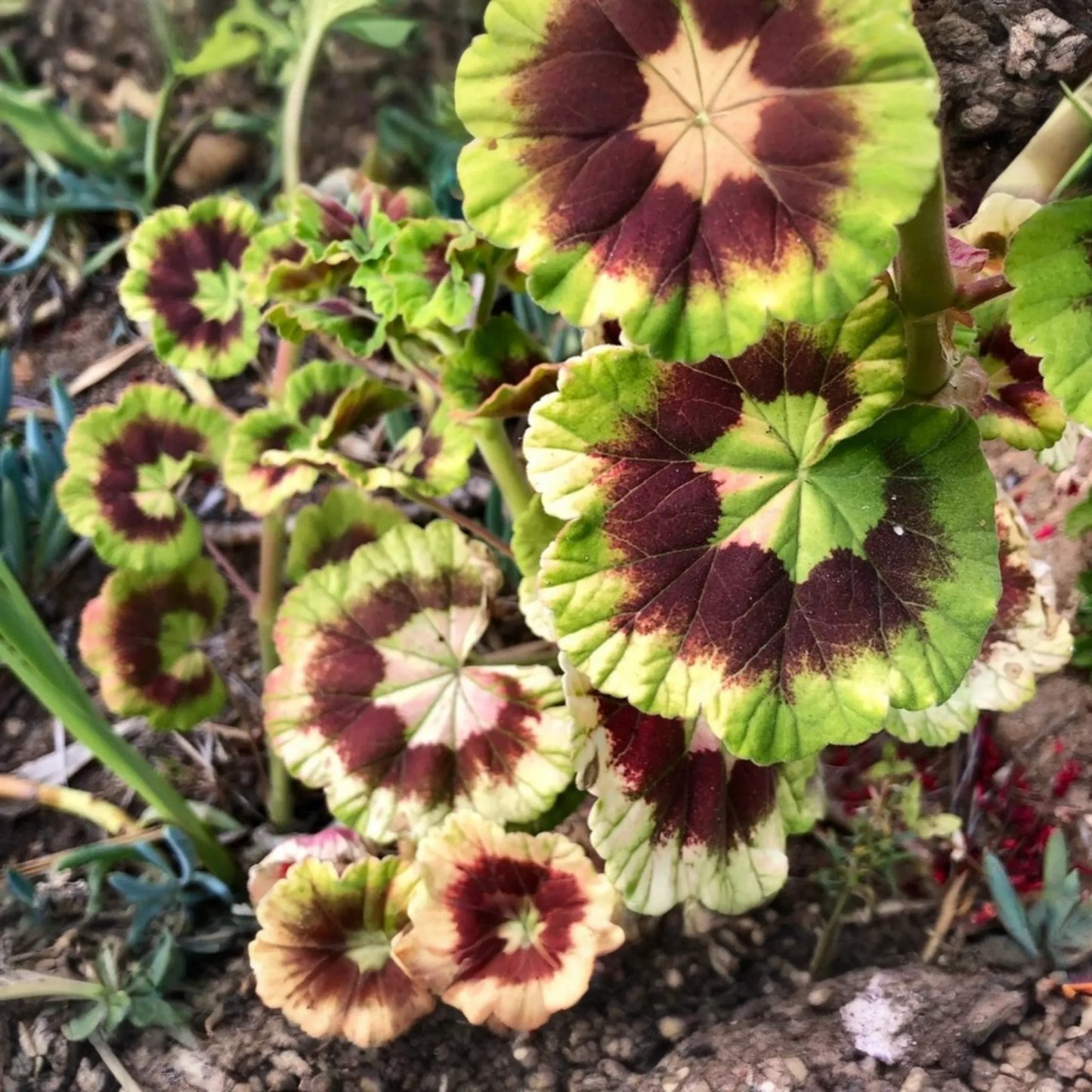 Rare Variegated Pelargonium Zonal Geranium Cutting 6" - Vivid Red Blooms, Hardy & Fast Growing