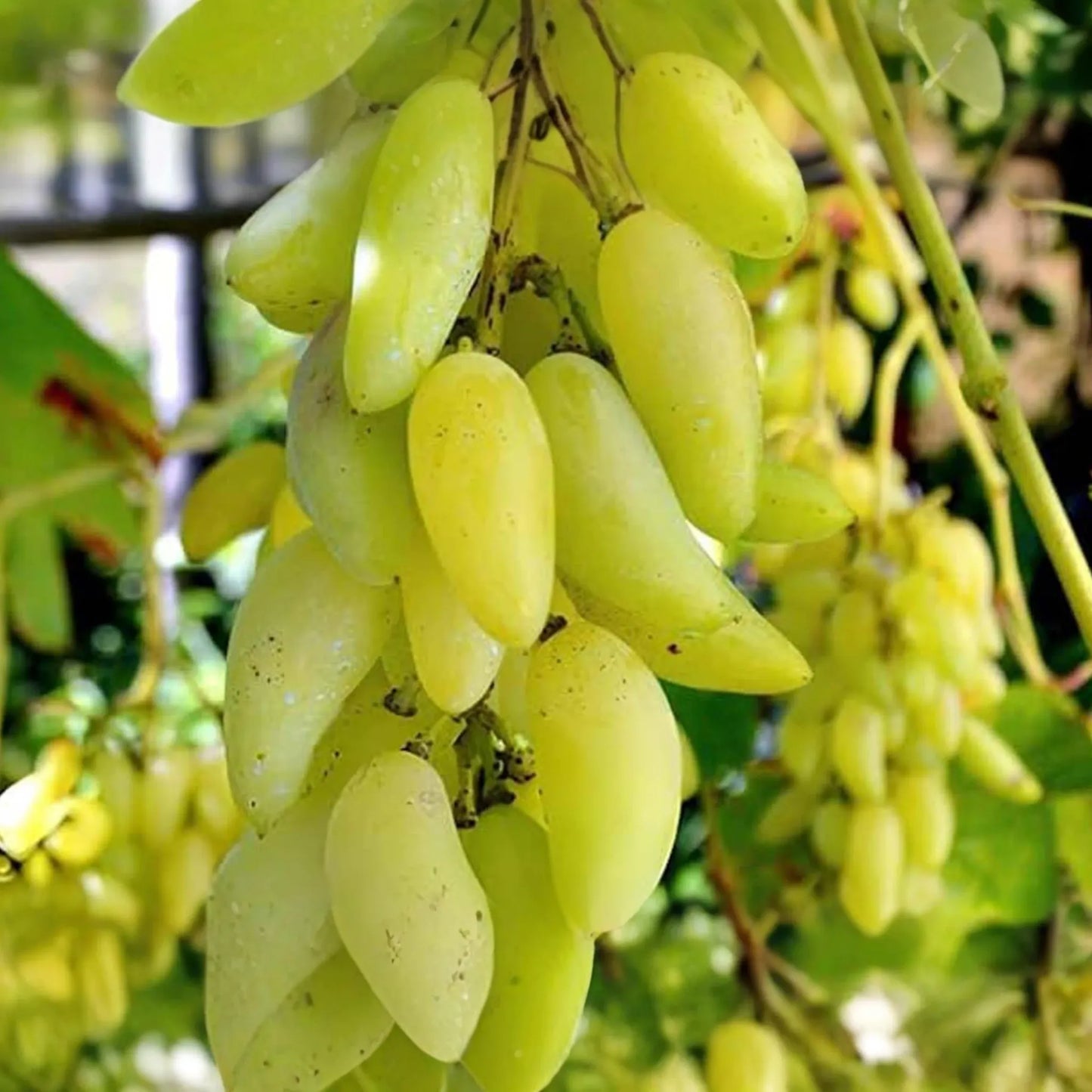 Gold Finger Grape Cuttings (2-3 Nodes) - Rare Exotic Variety, Sweet Honey Flavor, Easy to Root or Graft, Large Golden Table Grapes