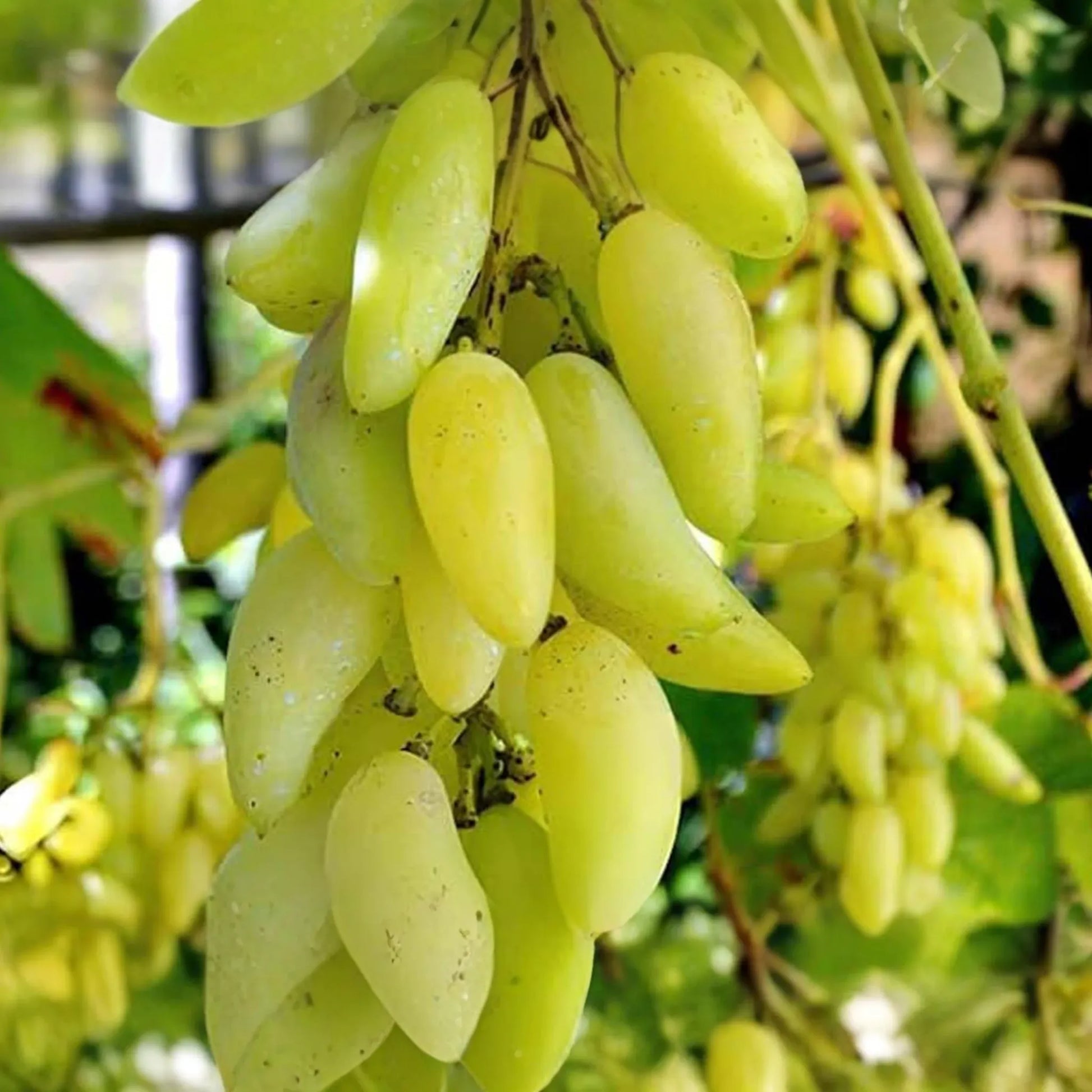Gold Finger Grape Cuttings (2-3 Nodes) - Rare Exotic Variety, Sweet Honey Flavor, Easy to Root or Graft, Large Golden Table Grapes