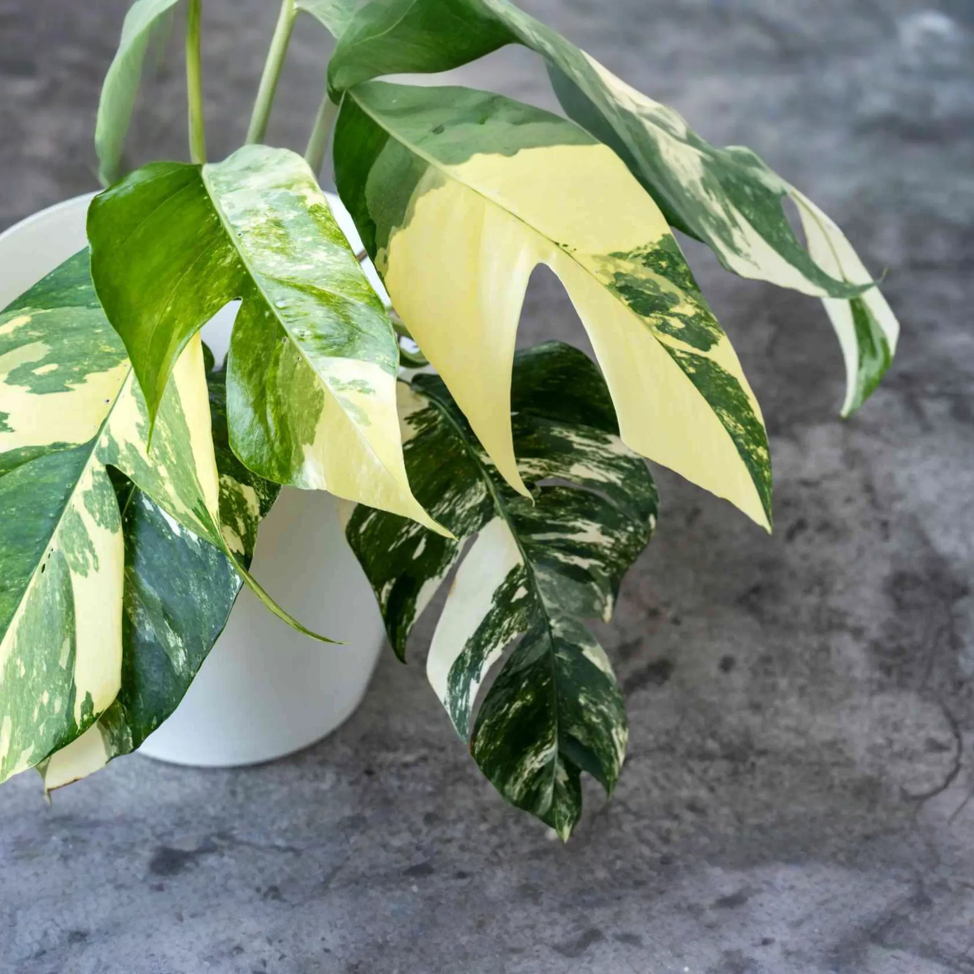 Pothos Epipremnum Pinnatum Albo Variegata Cuttings, Beautiful Fenestrated Leaves, Low Maintenance, Ideal for Climbing