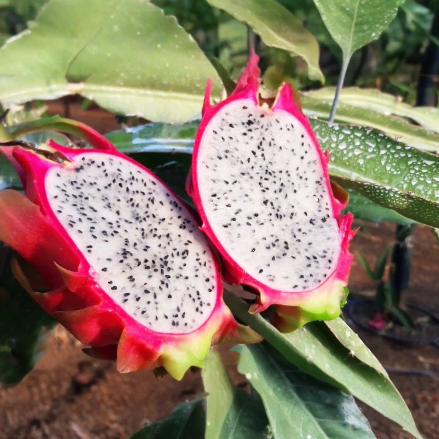 White Dragon Fruit Pepino Dulce 2 Cuttings 9-14" Sweet White, Spiral Segments, Healthy, Fresh Fruit for Smoothies & Snacks