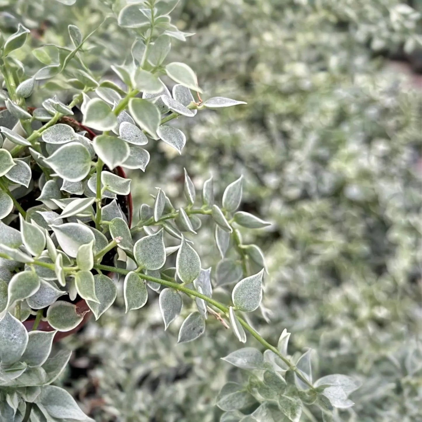 Dischidia ruscifolia | Million Hearts Cutting | Unique Indoor Plant | Easy-Care Hanging Vine | 1 Unrooted Cutting