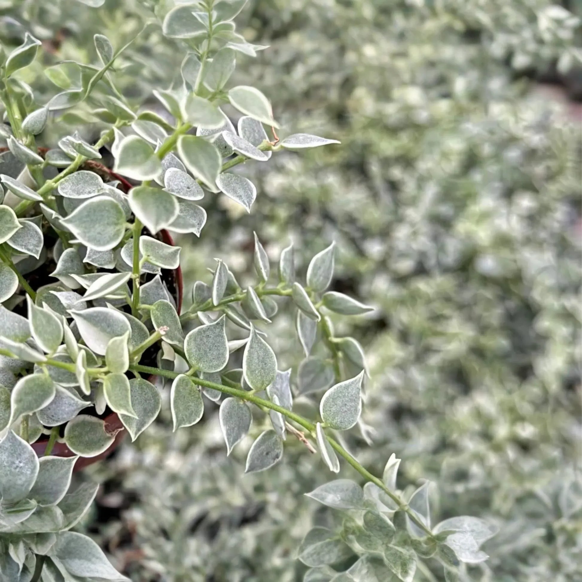 Dischidia ruscifolia | Million Hearts Cutting | Unique Indoor Plant | Easy-Care Hanging Vine | 1 Unrooted Cutting