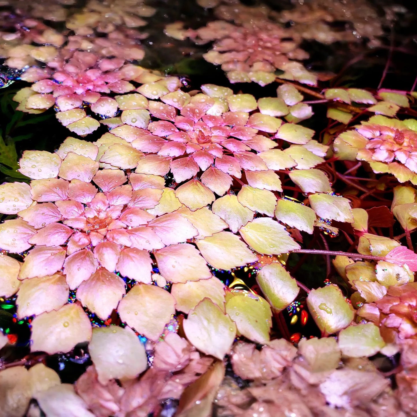 Water Mosaic Plant Cuttings | 3 Ludwigia sedioides for Ponds | Tropical Floating Plant | Red & Green Rosettes | Pond Decor