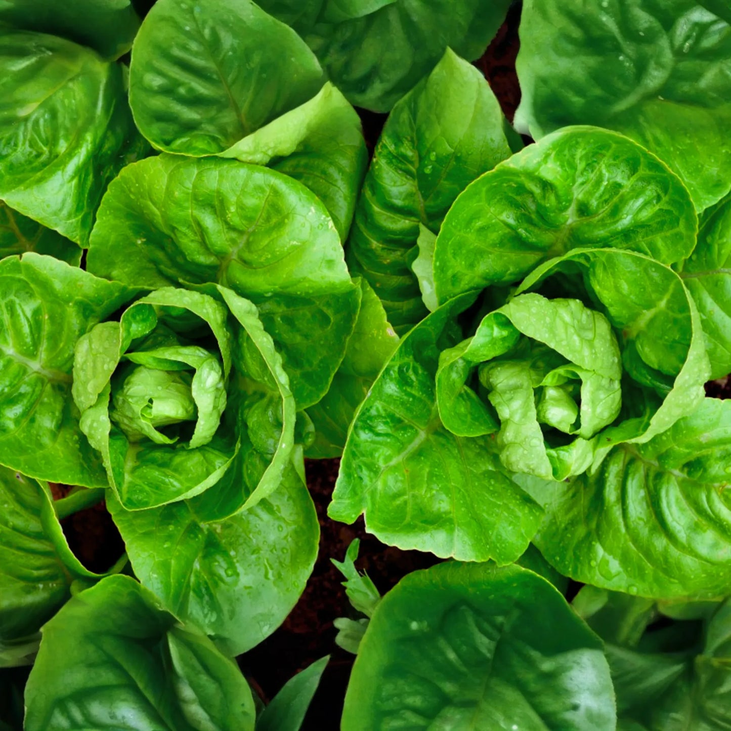 Little Gem Butterhead Lettuce Seeds - 1200+ Non-GMO Vegetable Garden Seeds - Lactuca sativa - USA Grown