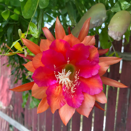 Epiphyllum Orchid Cactus Neon Smile | 3 Rooted Cuttings | Pink Blooms | Easy-Care Exotic Plant | Fresh Growth | Unpotted