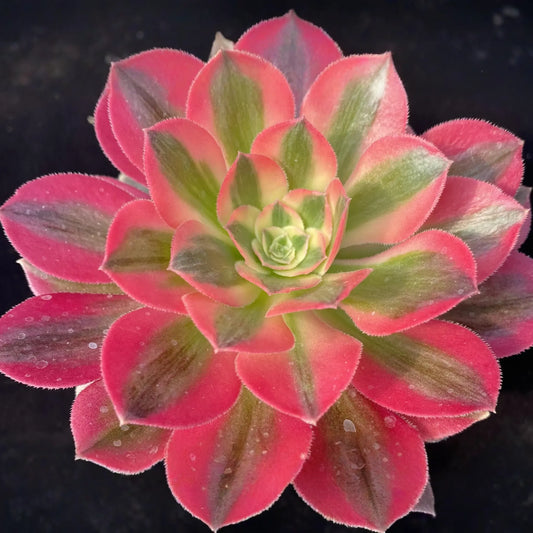 Aeonium 'Perfume Concubine' Cutting | Fresh Succulent Cutting | 2.5-Inch Rosette | Unique Collector Variety | Easy to Grow