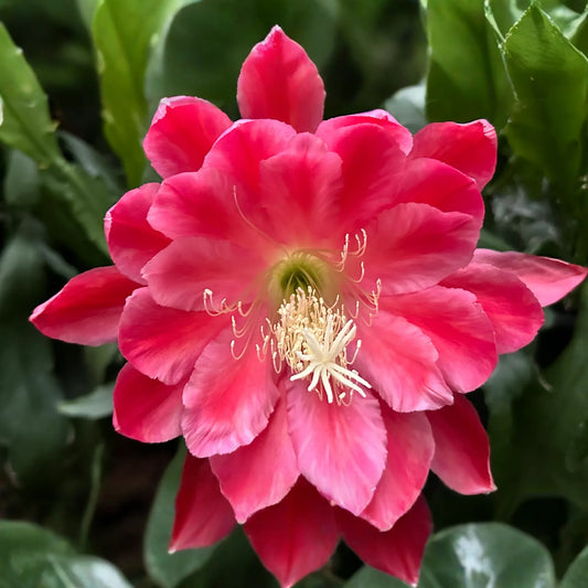 Epiphyllum Orchid Cactus 'Meadow Rose' | 2 Rooted Cuttings with New Growth | Stunning Blooms | Easy-Care Succulent Plant