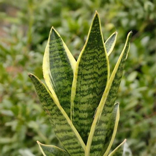 Sansevieria Golden Hahnii Snake Plant Starter - Dwarf Variegated Houseplant - Air Purifying & Low Maintenance | Mother-in-law’s Tongue