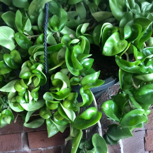 Hoya Hindu Rope Plant Cuttings | Unrooted 4-Inch Cuttings | Unique Indoor Plant | Easy Care | Lush Green Foliage