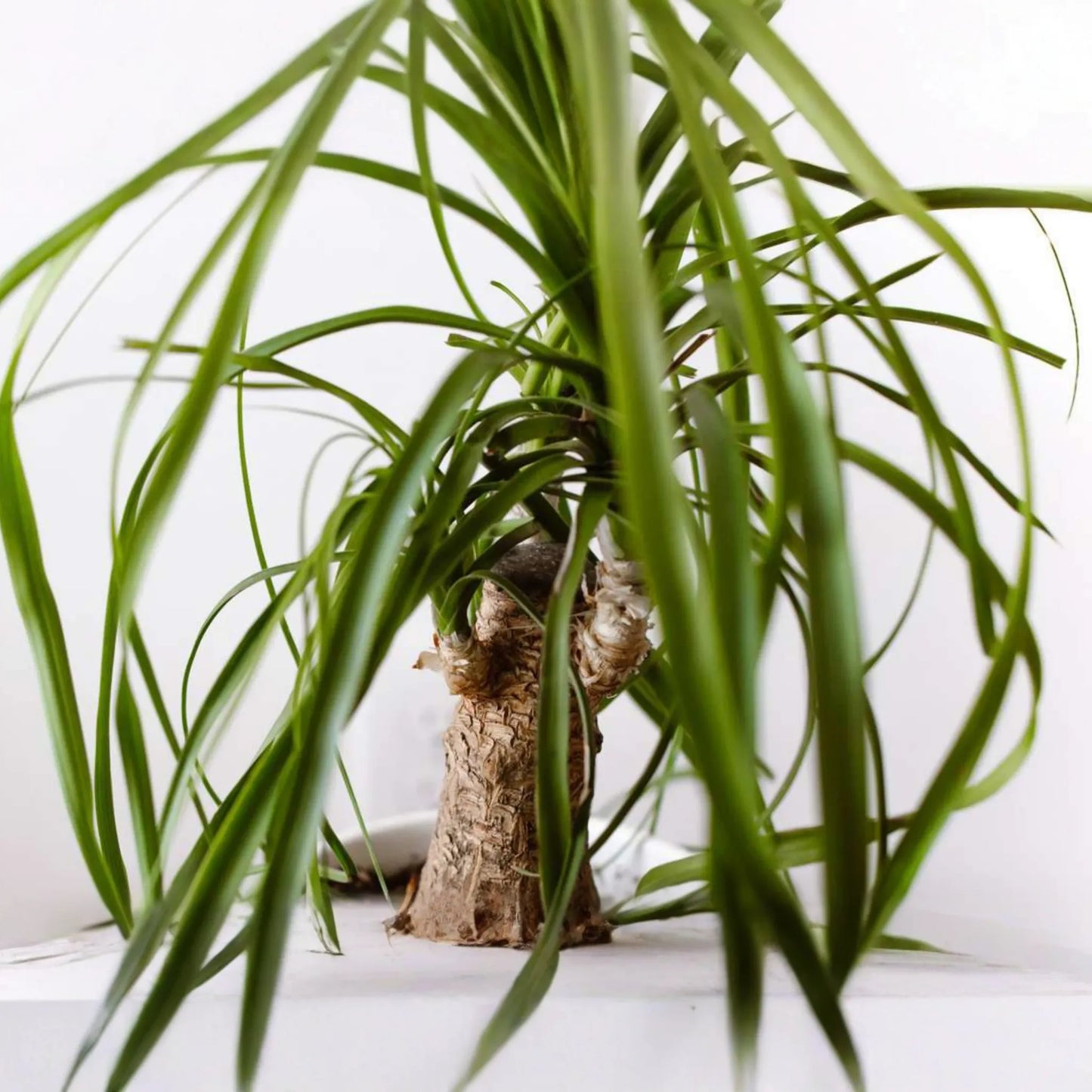 Beaucarnea Multi | Ponytail Palm | Rooted Cutting in 2" Pot | Air-Purifying Low-Maintenance Houseplant
