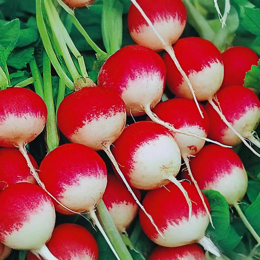 Sparkler Radish Seeds 300+ Non-GMO Heirloom Fresh Garden Seeds Raphanus sativus