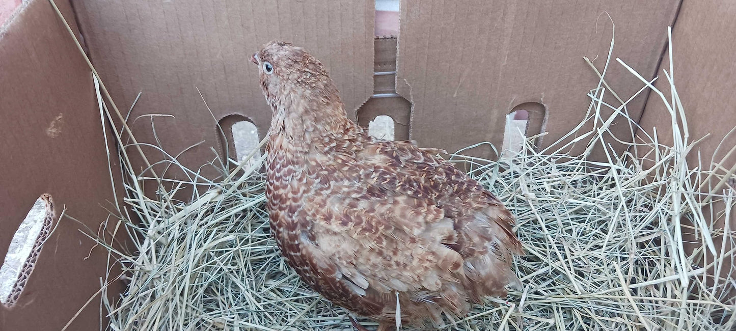 Red Range Coturnix Quail Hatching Eggs