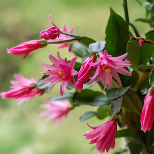 5 Christmas Cactus White Cuttings 4"-5" Unrooted | Easy-to-Propagate Holiday Cactus